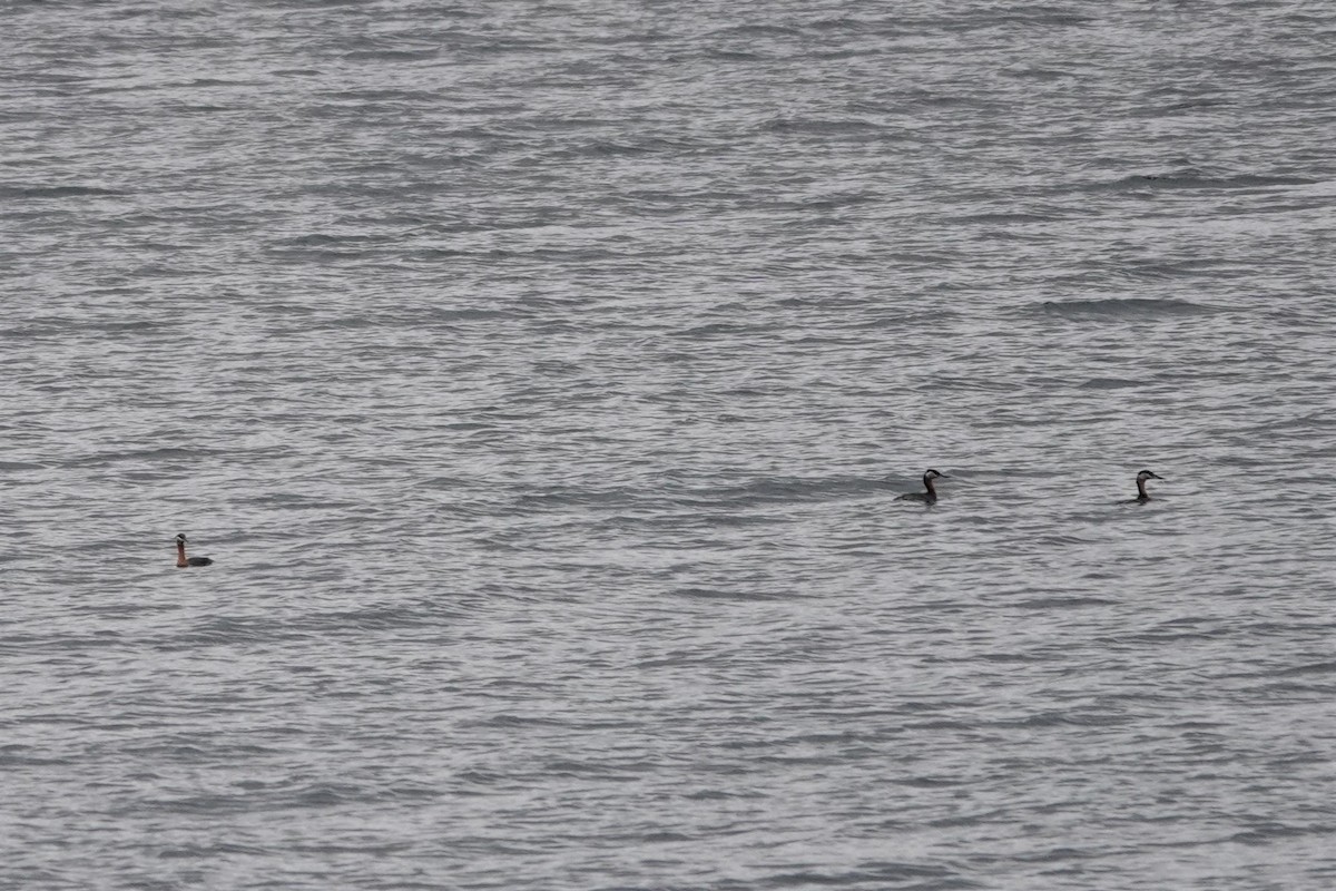 Red-necked Grebe - ML556363491