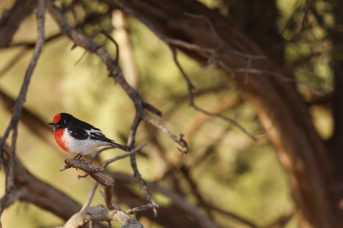 Red-capped Robin - Neil Millar