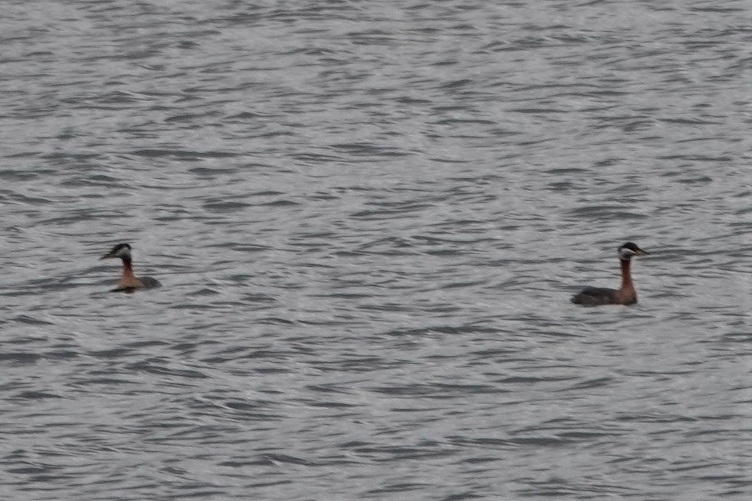 Red-necked Grebe - ML556363541