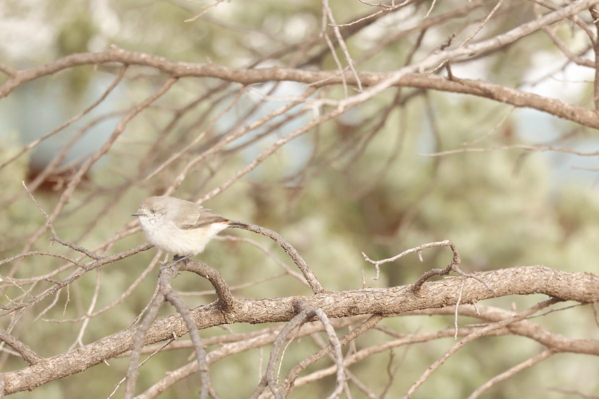 Chestnut-rumped Thornbill - Neil Millar