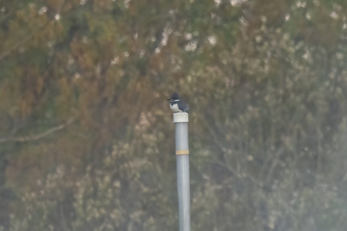 Belted Kingfisher - Paul Beerman