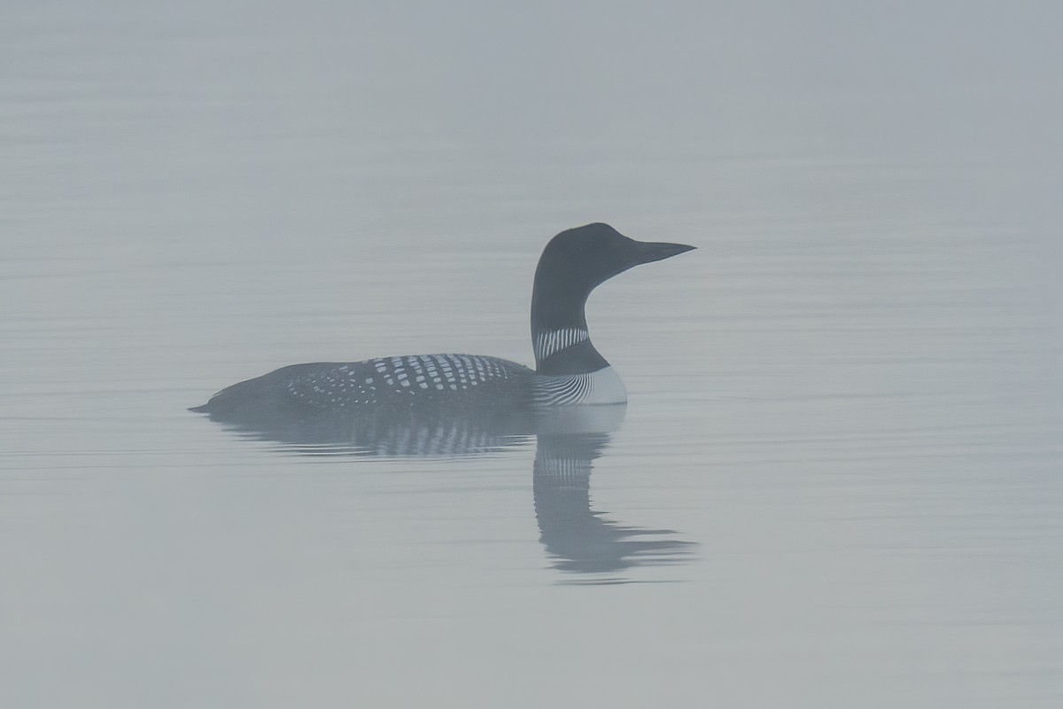 Common Loon - ML556365361