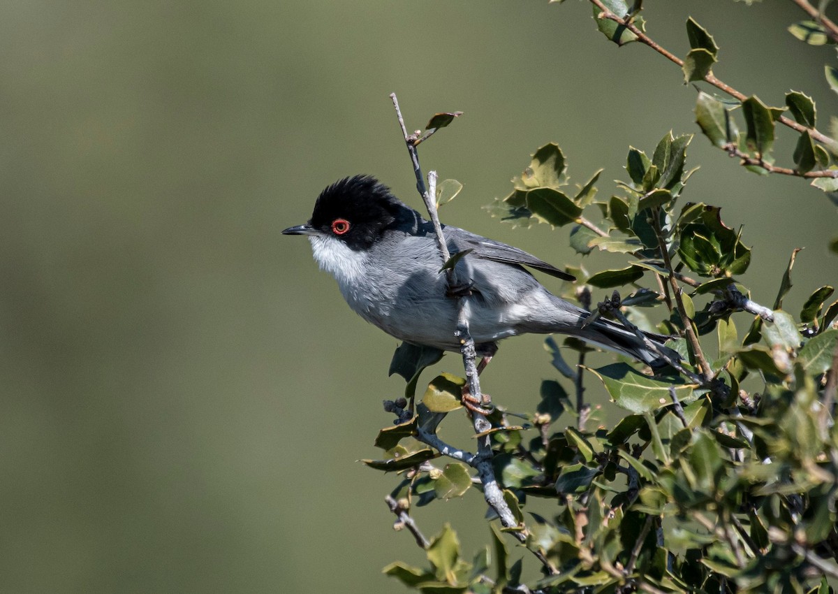 Sardinian Warbler - ML556365761