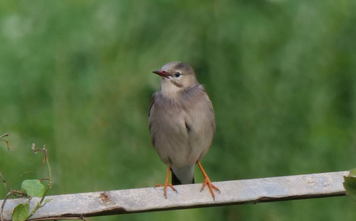 Red-billed Starling - ML556367051