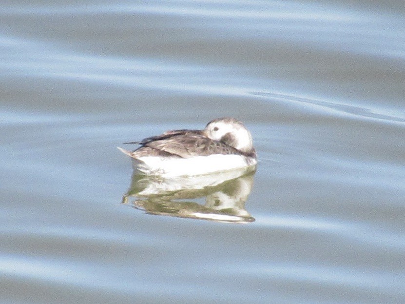 Long-tailed Duck - ML556370551