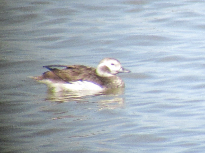 Long-tailed Duck - ML556370561