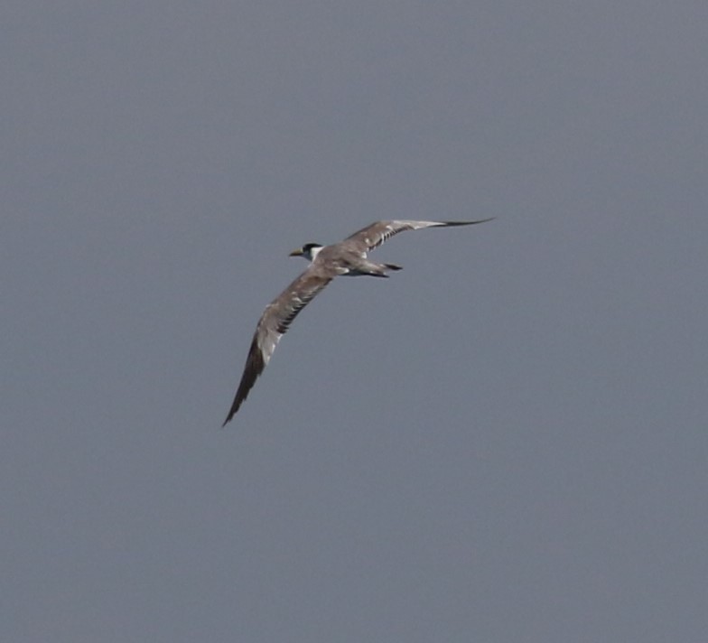 Great Crested Tern - sean clancy