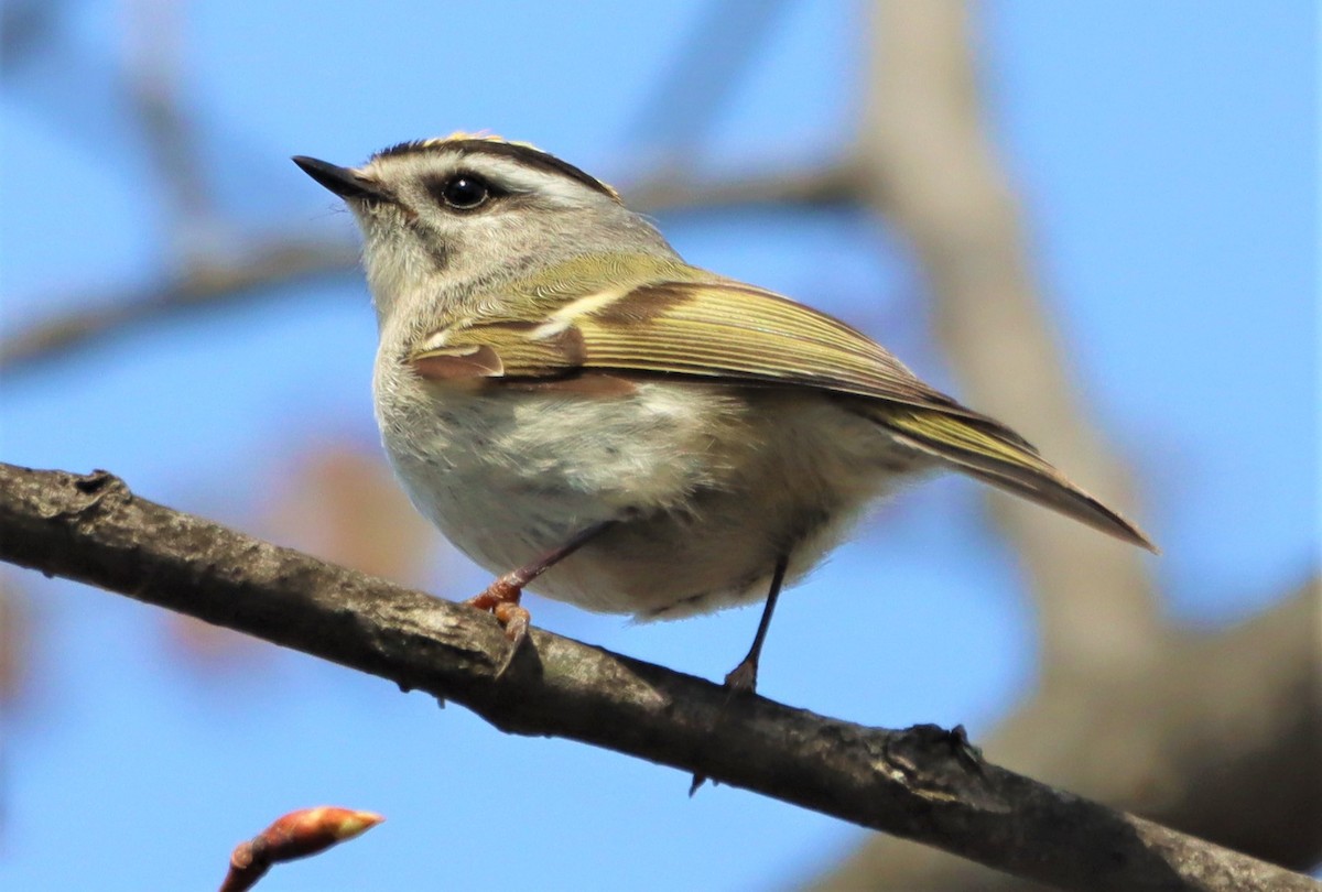 Golden-crowned Kinglet - Aldo Bertucci