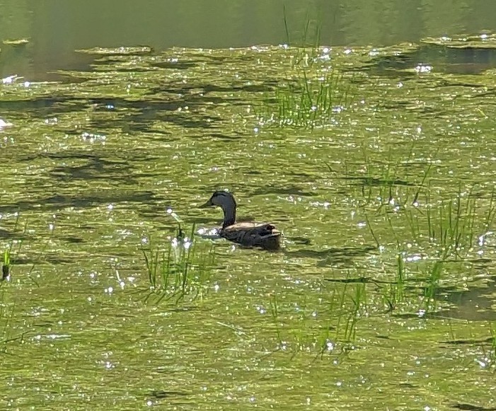 American Black Duck - ML556373221