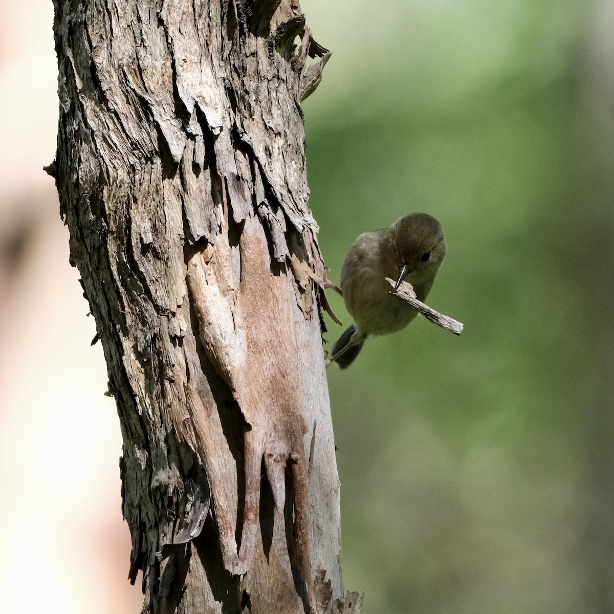 Large-billed Scrubwren - ML556373261