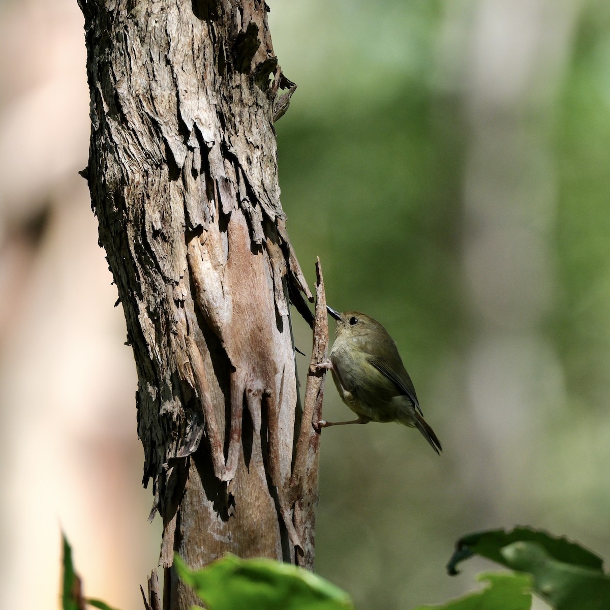 Large-billed Scrubwren - ML556373271