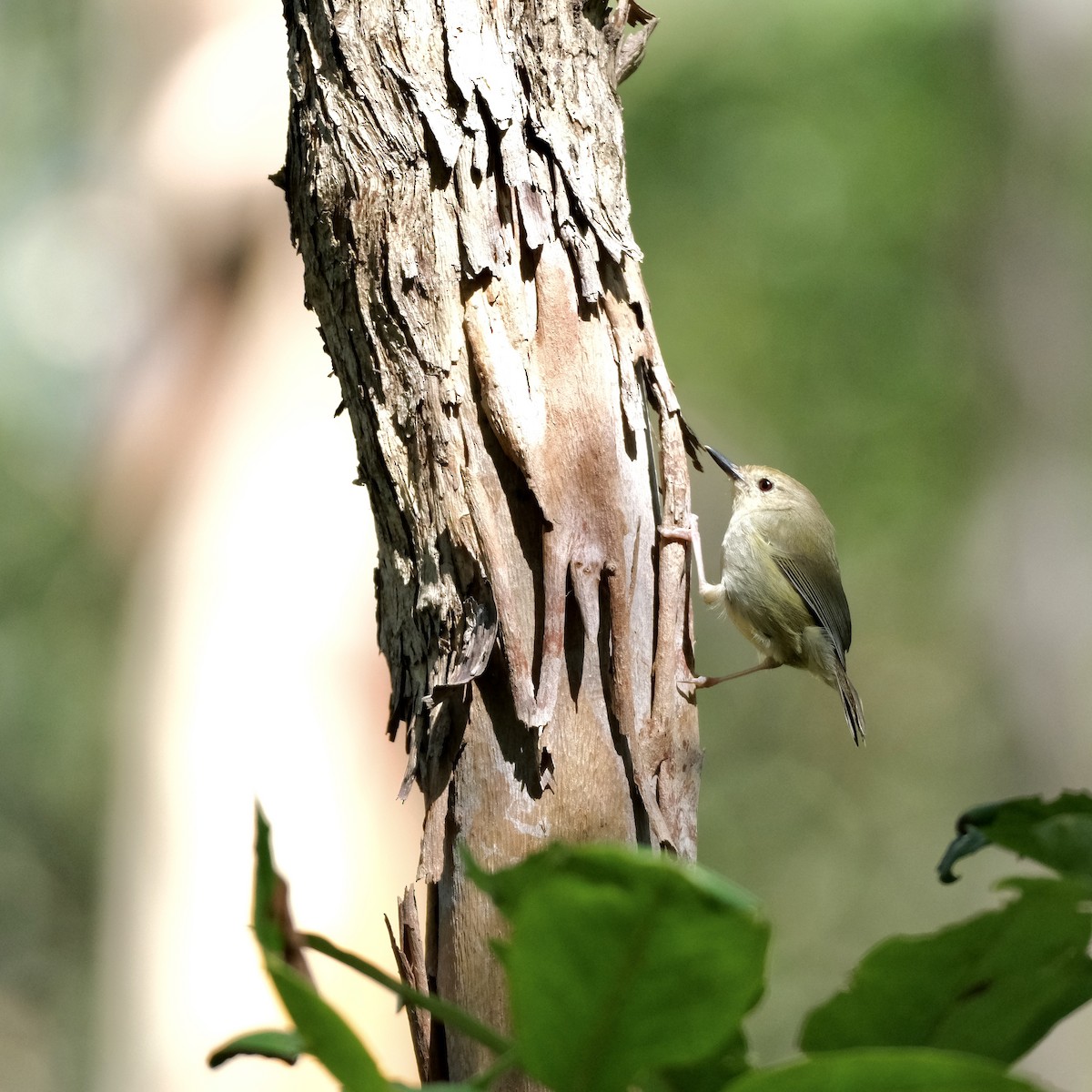 Large-billed Scrubwren - ML556373281