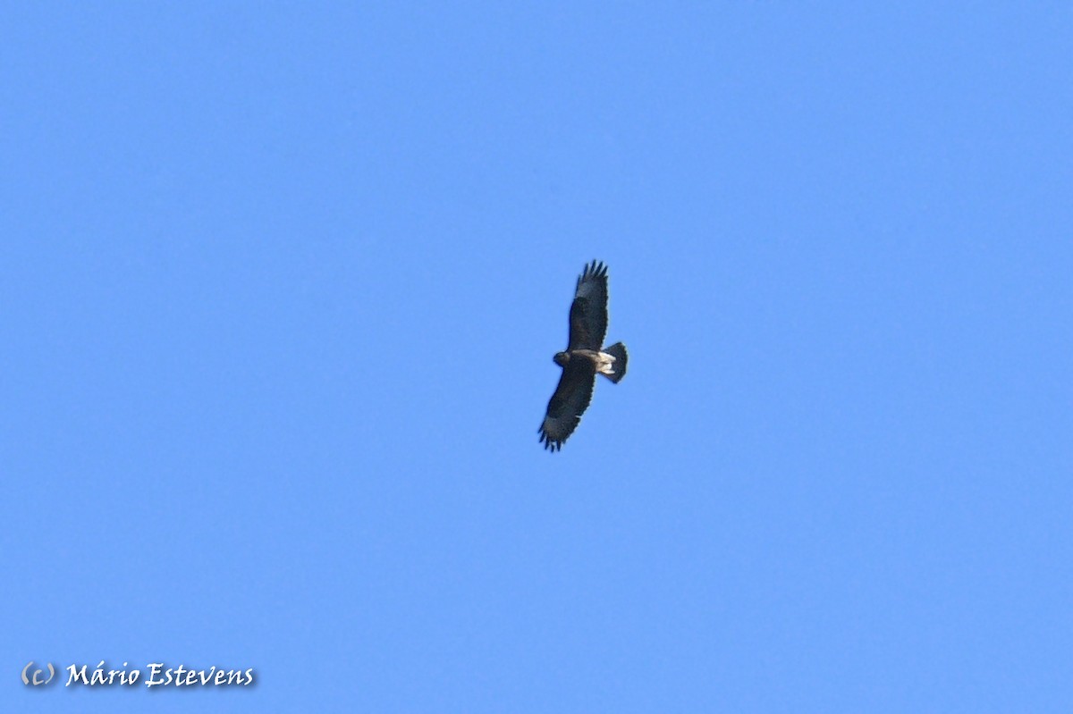 Common Buzzard - ML556373331