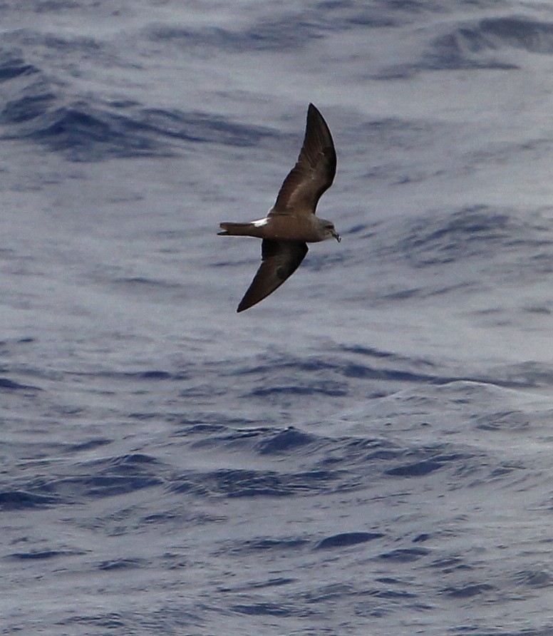 Leach's Storm-Petrel - Hal and Kirsten Snyder