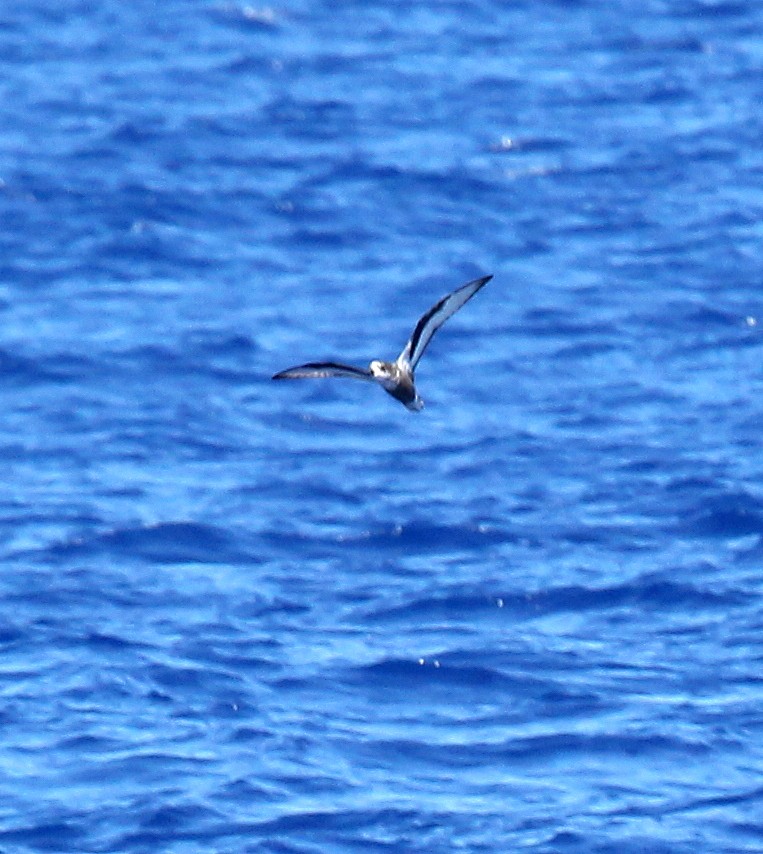 Petrel Moteado - ML556373701