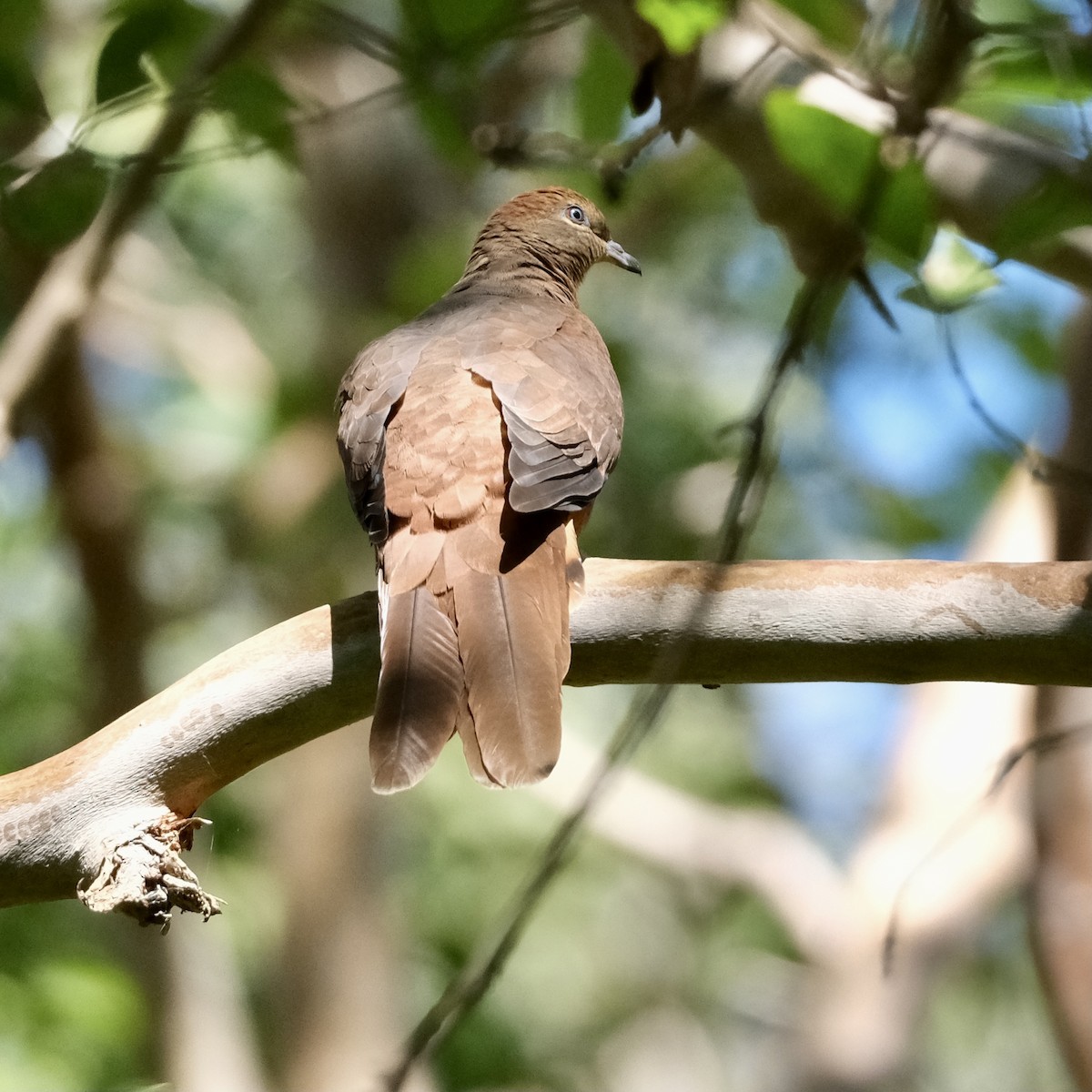 Brown Cuckoo-Dove - ML556374381