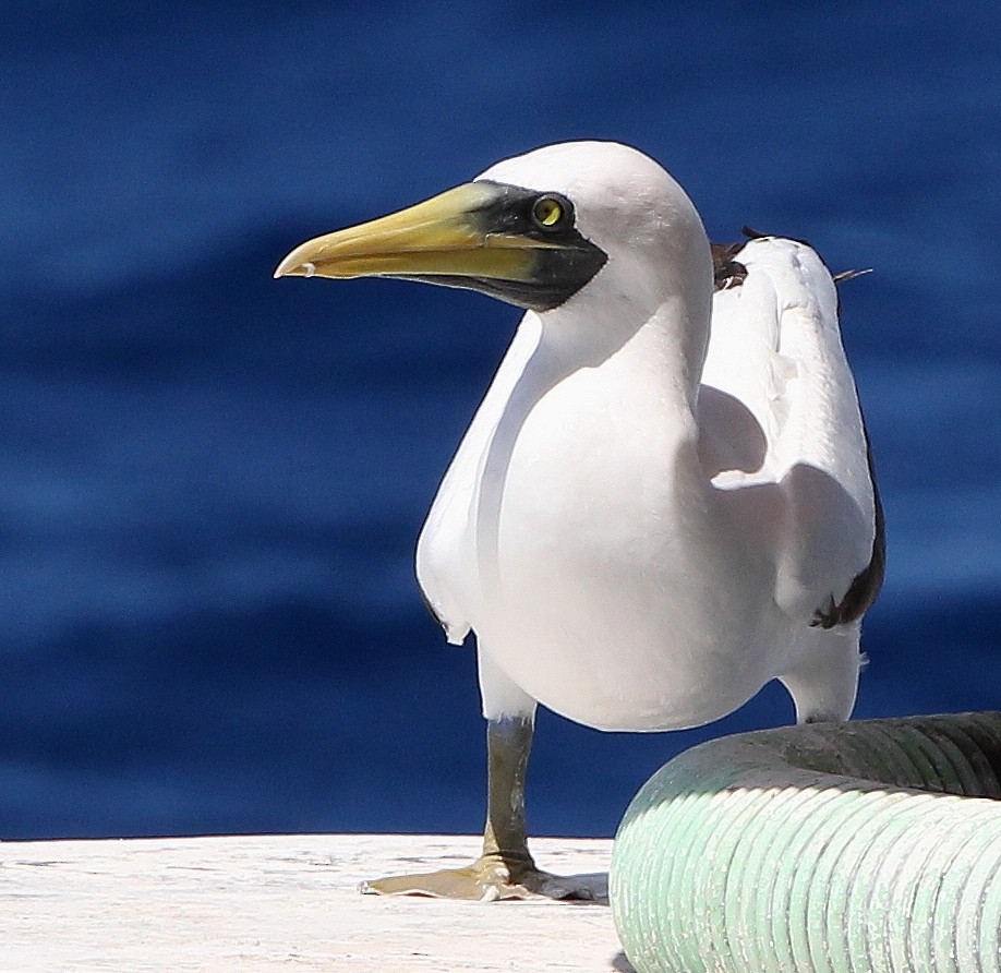 Masked Booby - ML556374621