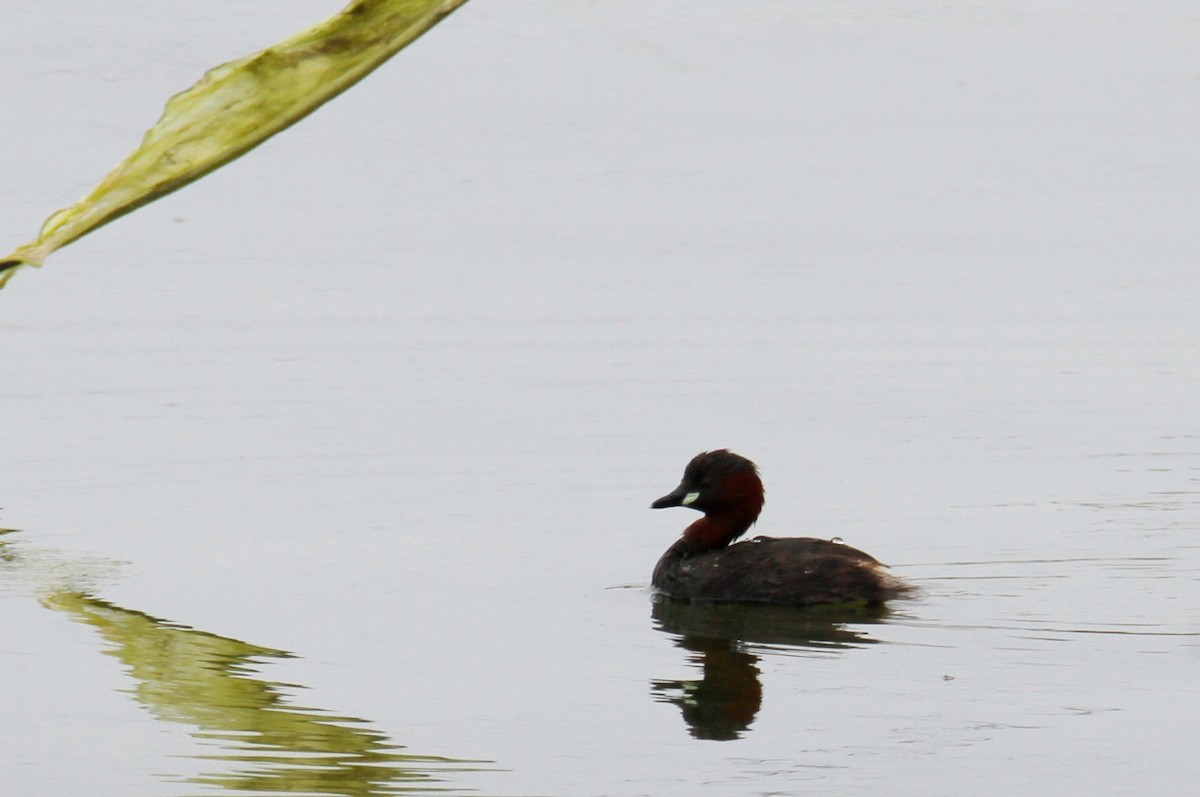 Little Grebe - ML556374711