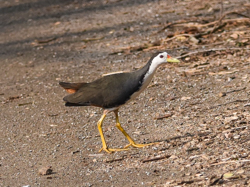 White-breasted Waterhen - Xueping & Stephan Popp