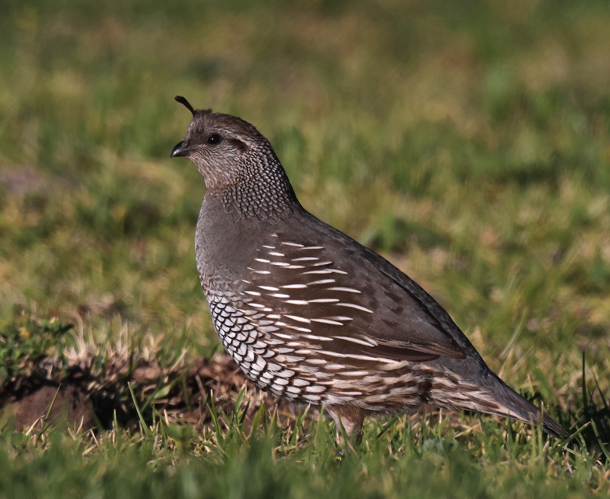 California Quail - ML556375341