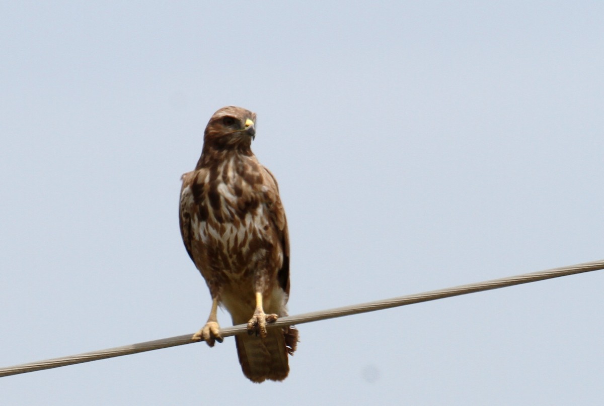 Buse variable - ML556375461