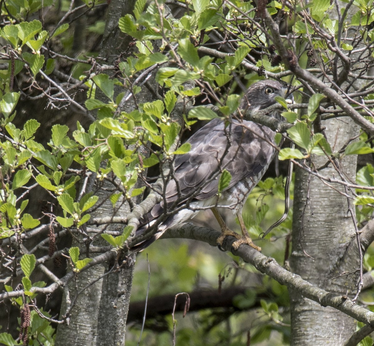 Broad-winged Hawk - ML55637601