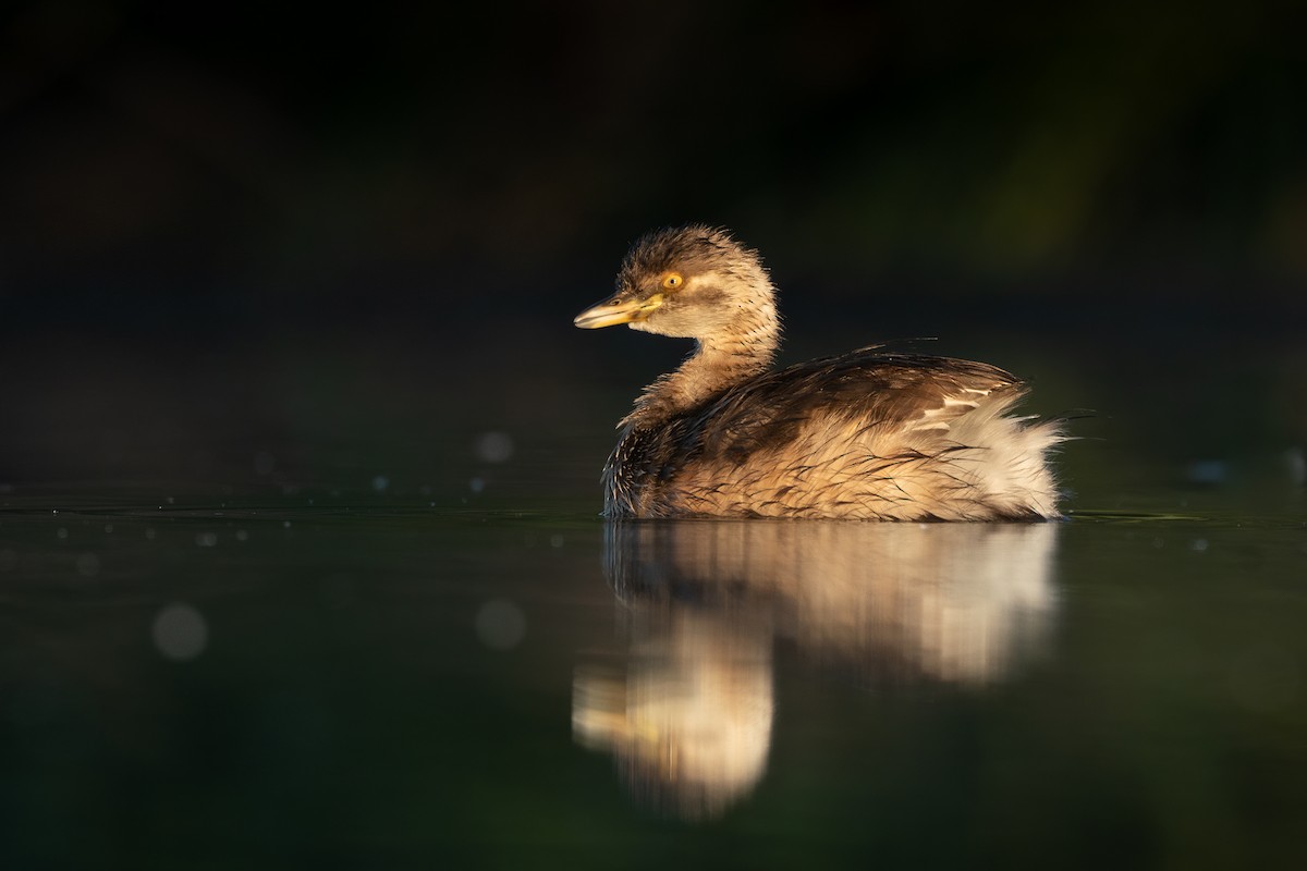 Australasian Grebe - Delia Walker