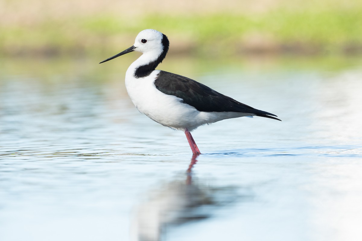 Pied Stilt - ML556376301