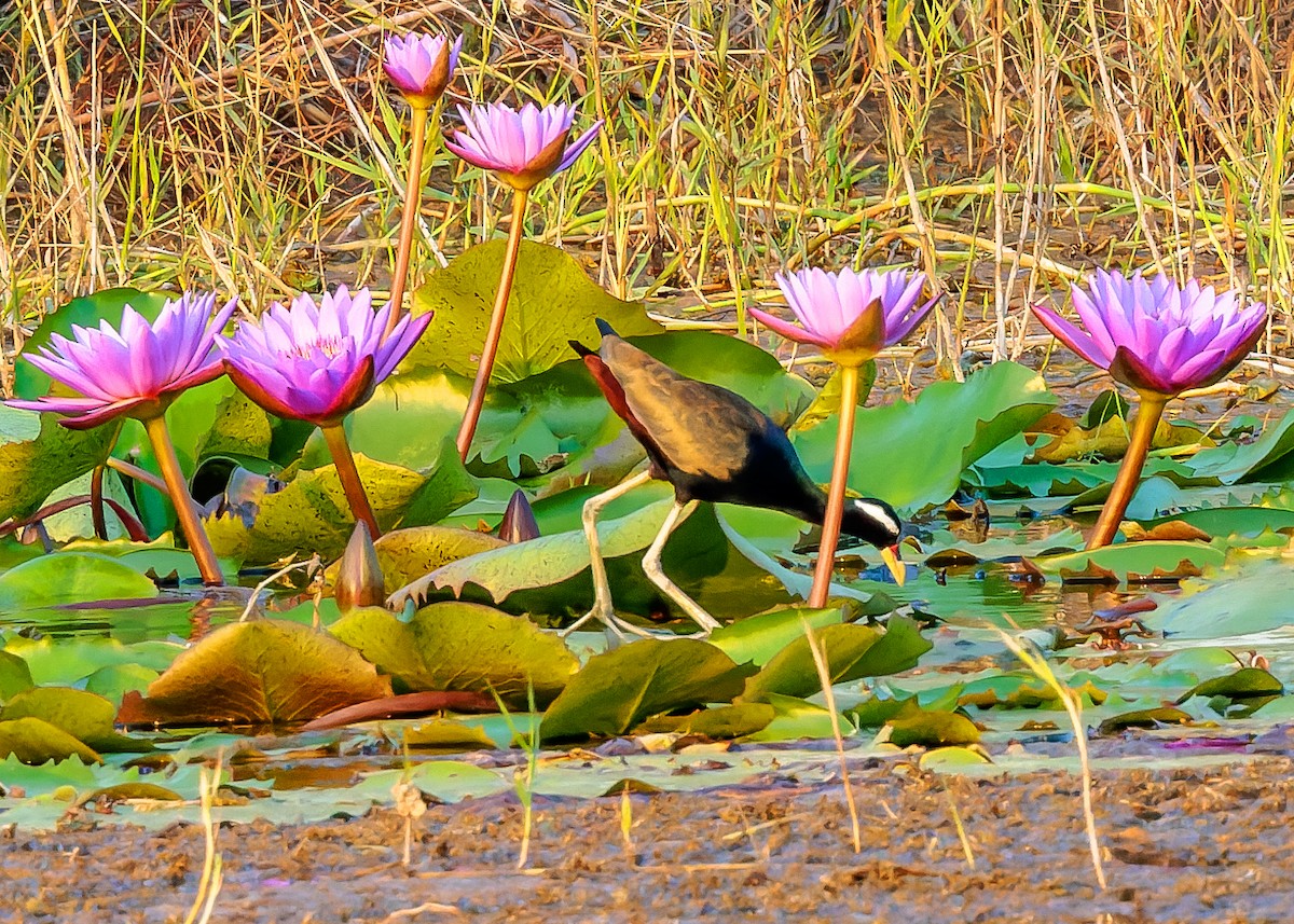 Bronze-winged Jacana - ML556377101