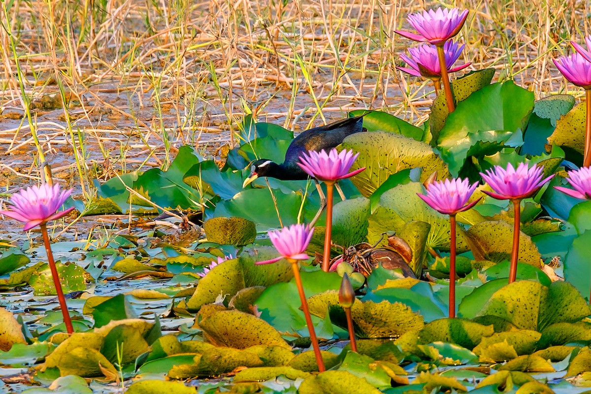 Bronze-winged Jacana - ML556377111