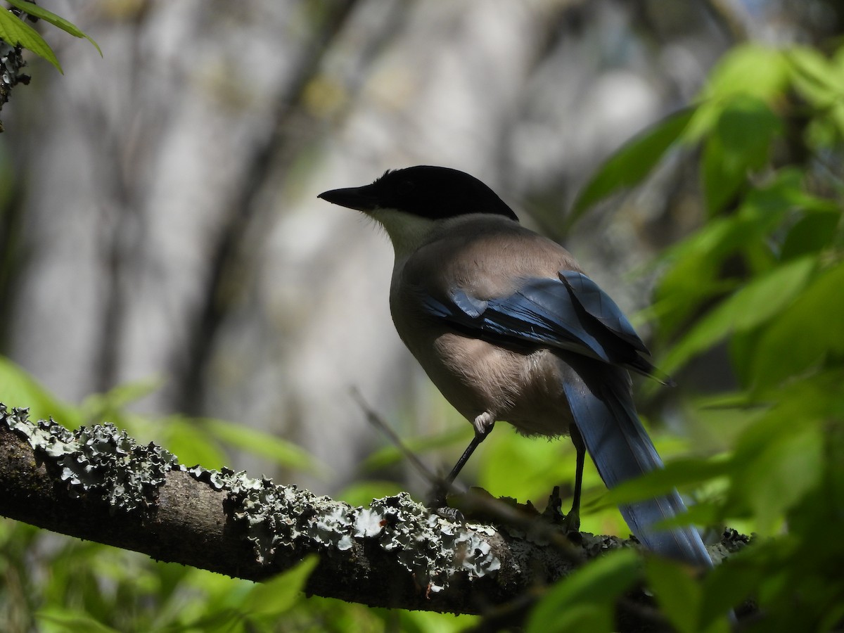 Iberian Magpie - ML556377351