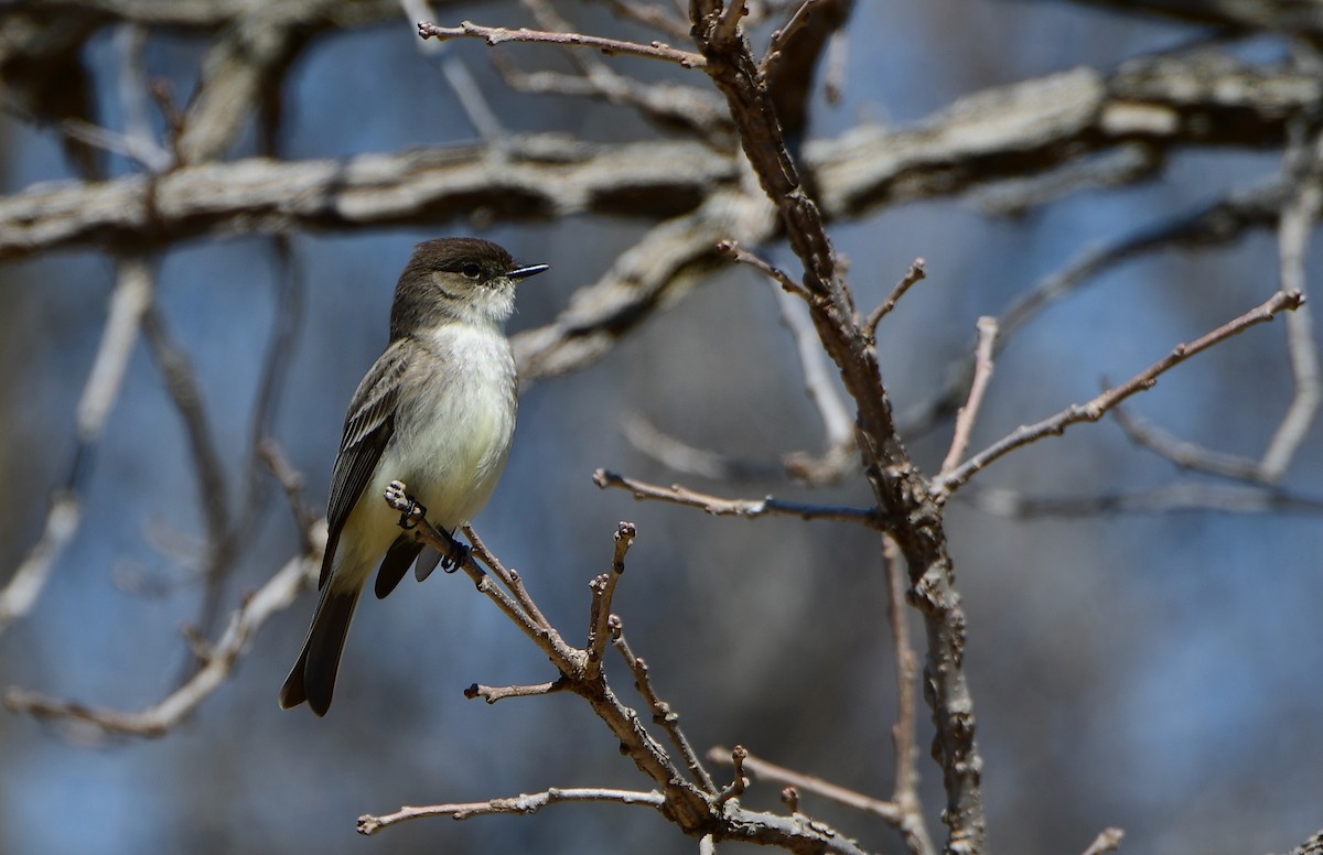 Eastern Phoebe - ML556377551