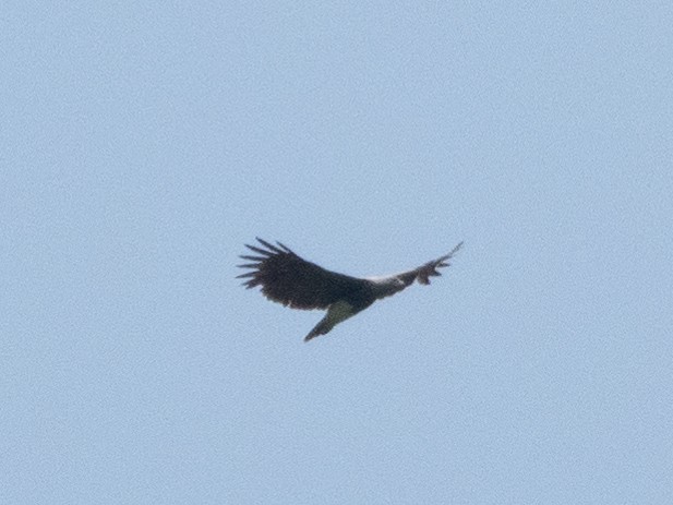 Lesser Fish-Eagle - Gavin Ailes