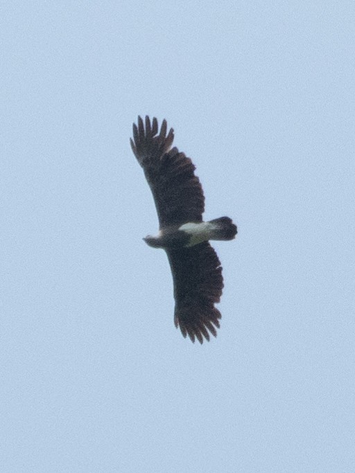 Lesser Fish-Eagle - Gavin Ailes