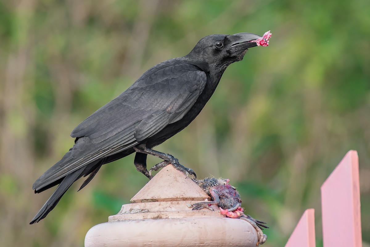 Large-billed Crow (Eastern) - ML556379141