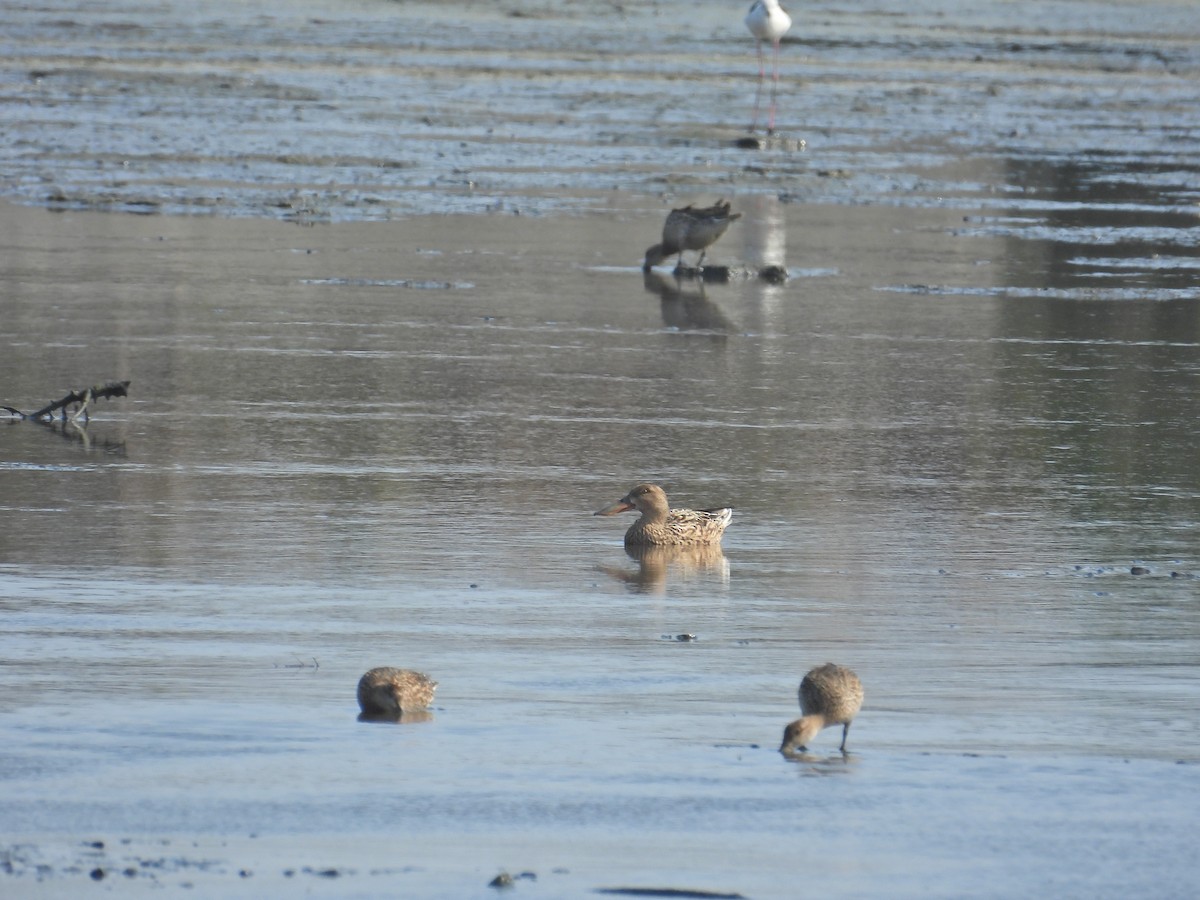 Northern Shoveler - ML556379541