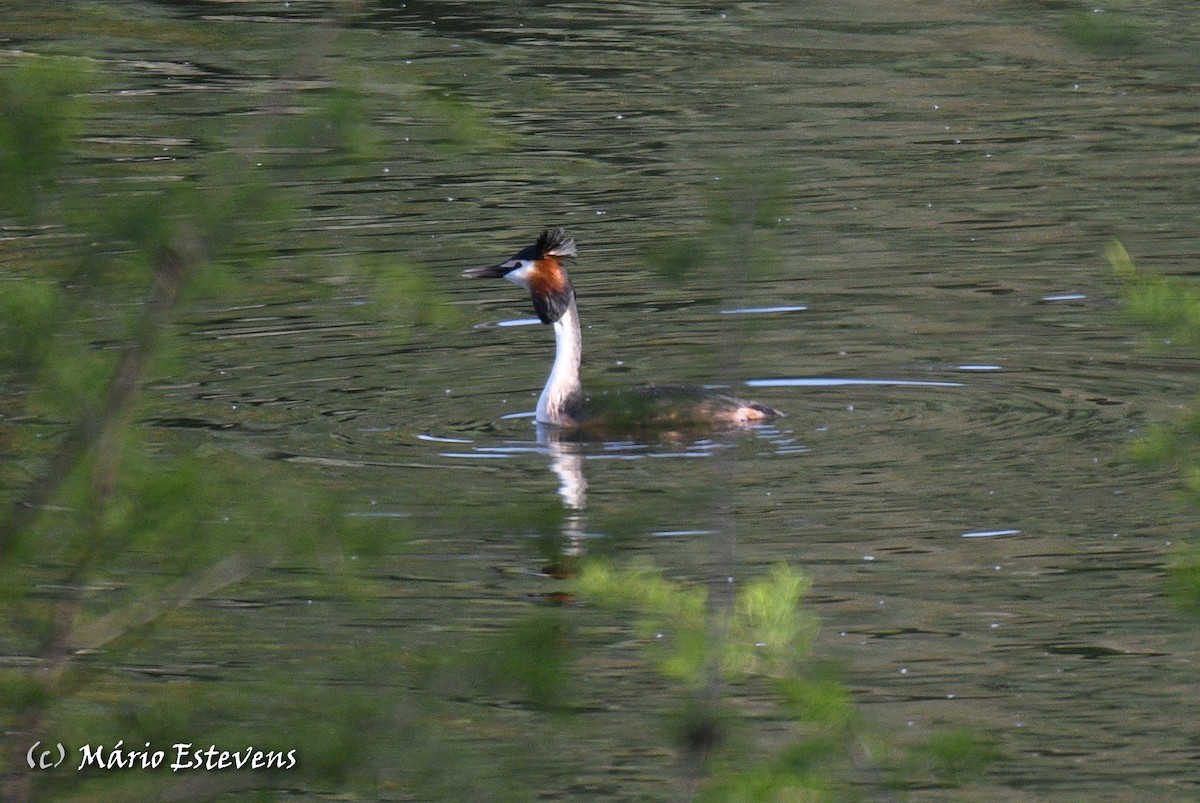 Great Crested Grebe - ML556379931