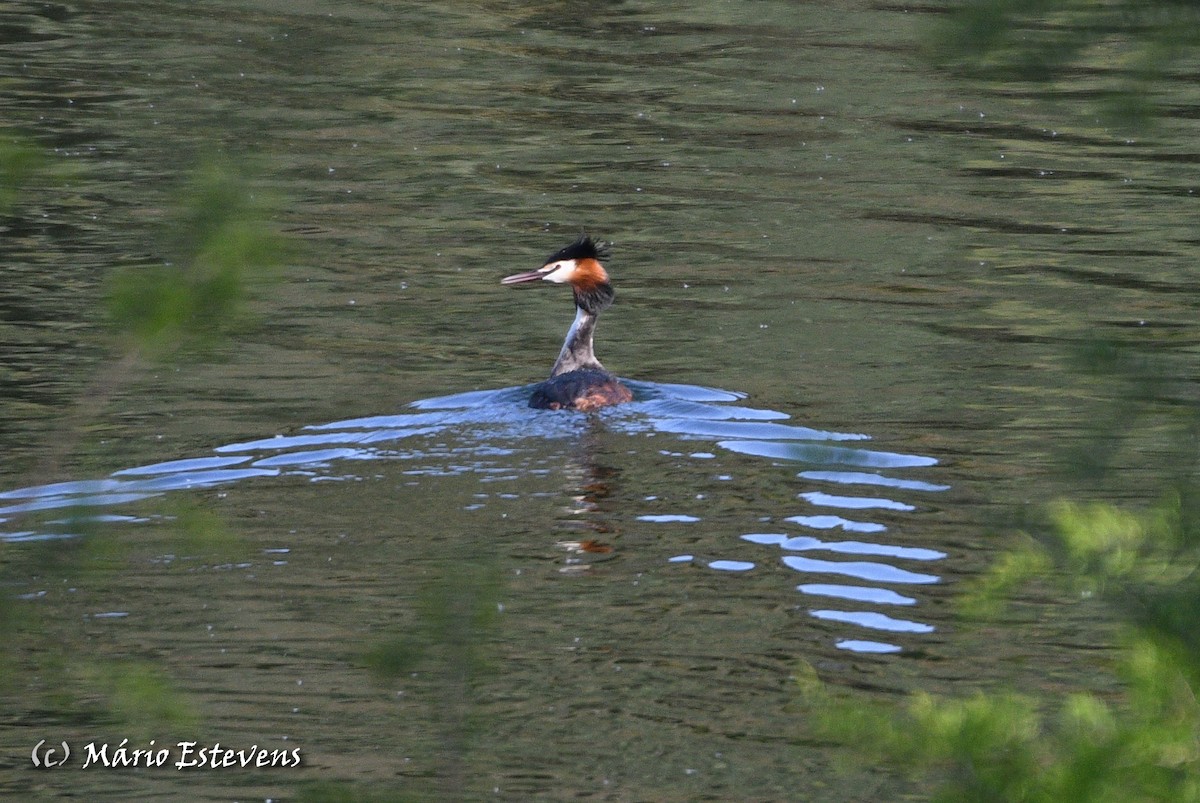 Great Crested Grebe - ML556379941