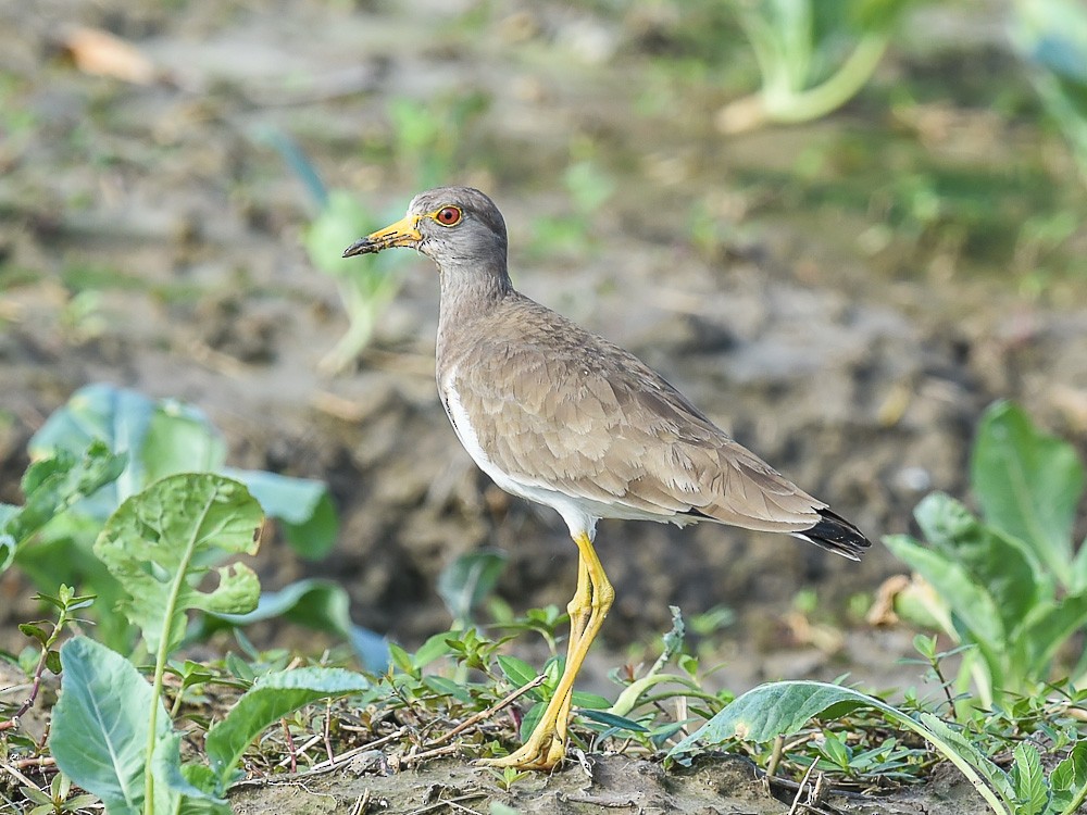 Gray-headed Lapwing - ML556379961