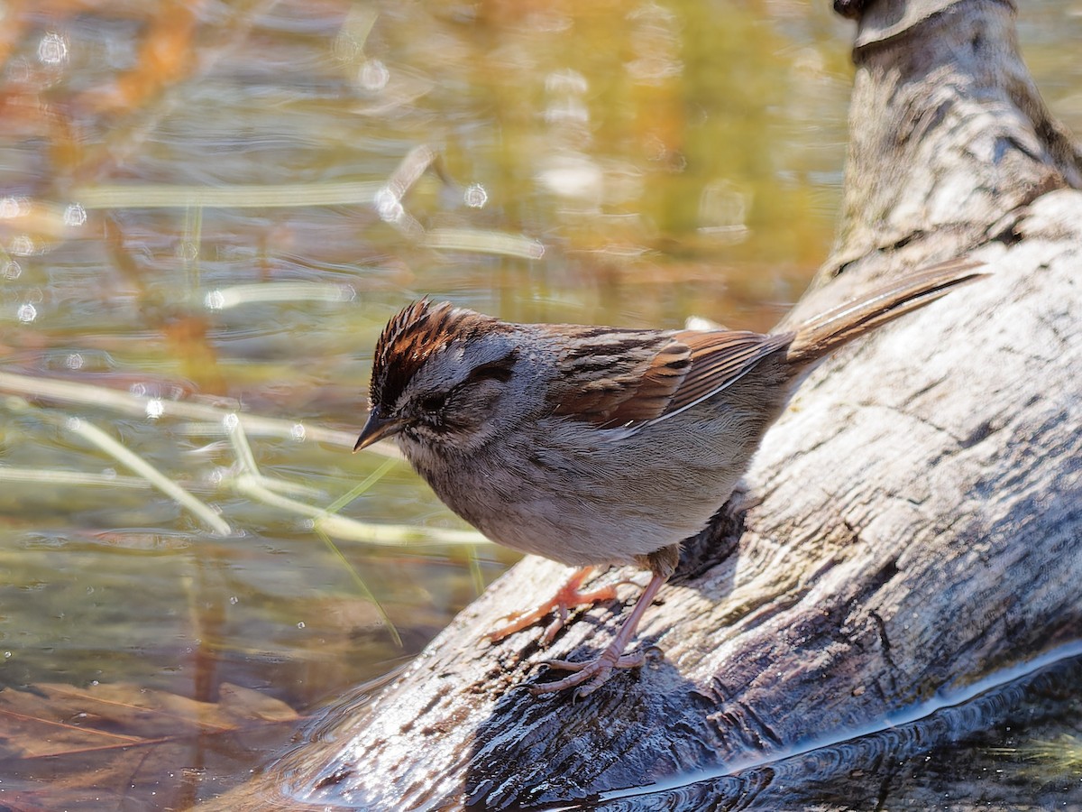 Swamp Sparrow - ML556380371