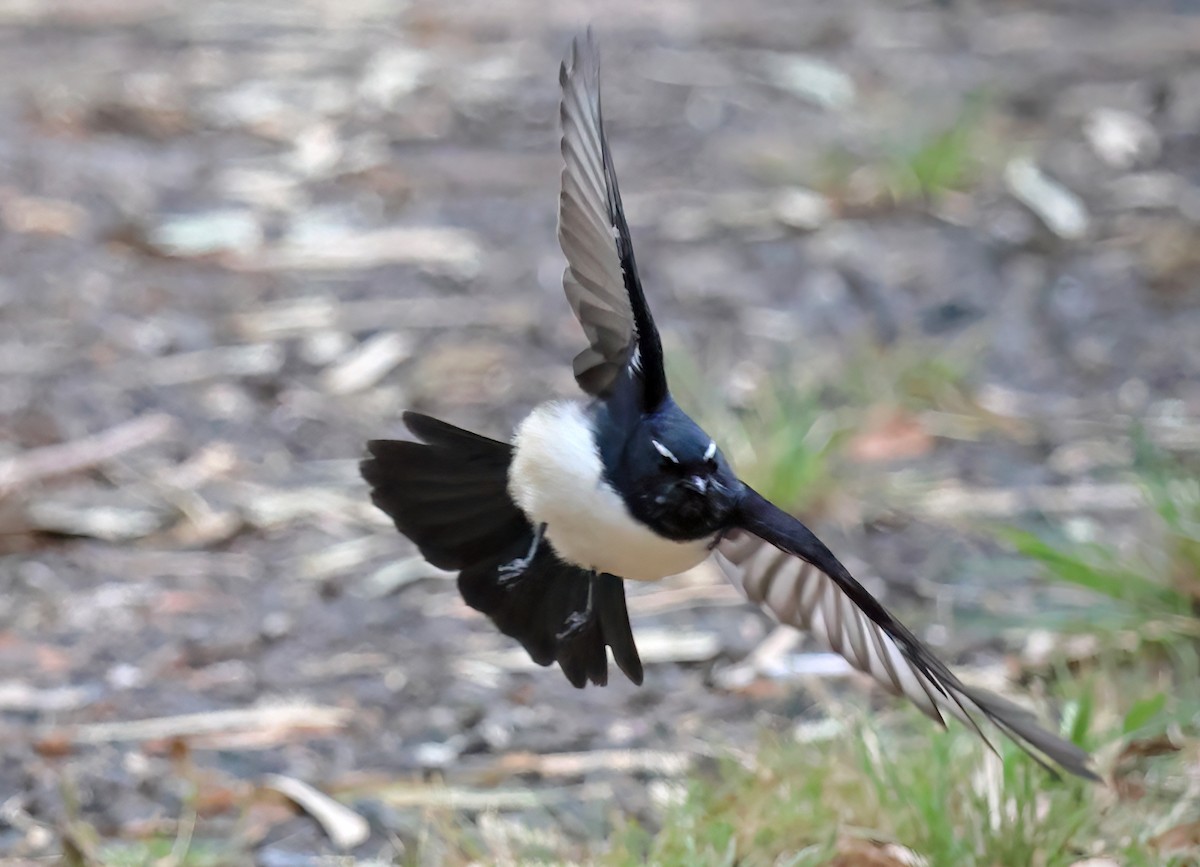 Willie-wagtail - ML556380401