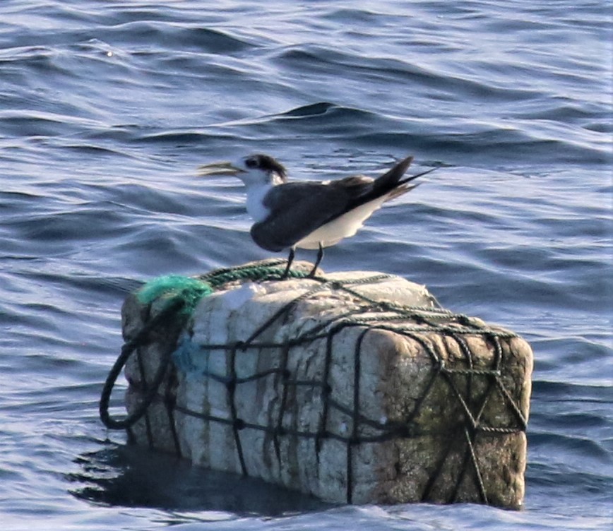 Great Crested Tern - ML556382371