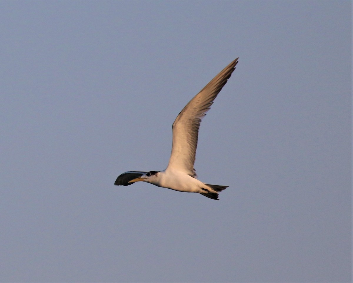 Great Crested Tern - ML556382431