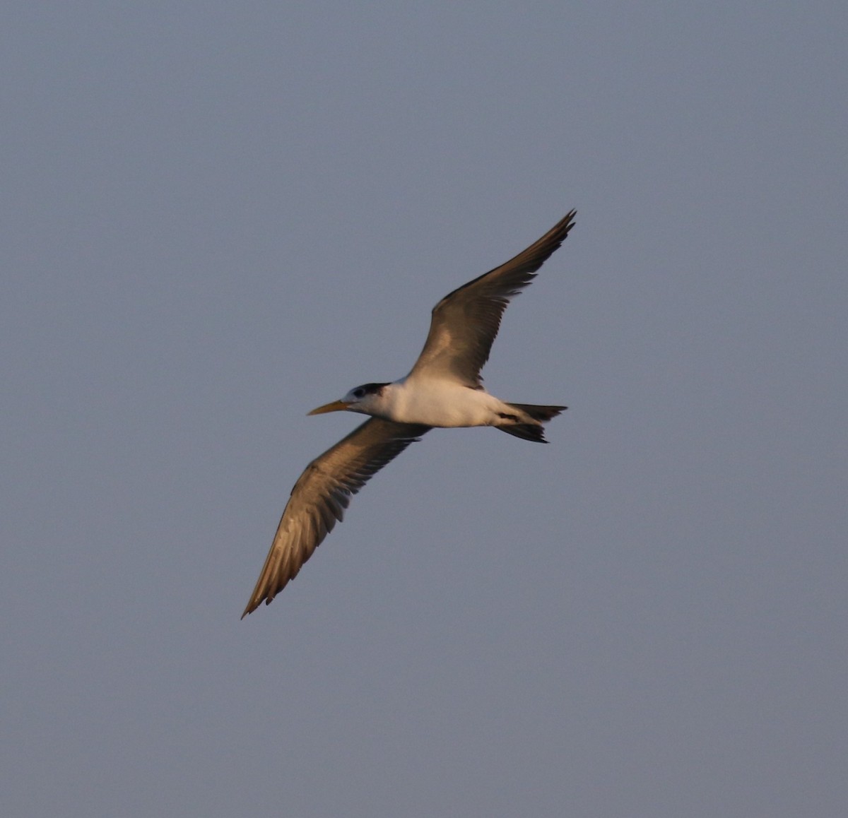 Great Crested Tern - ML556382441