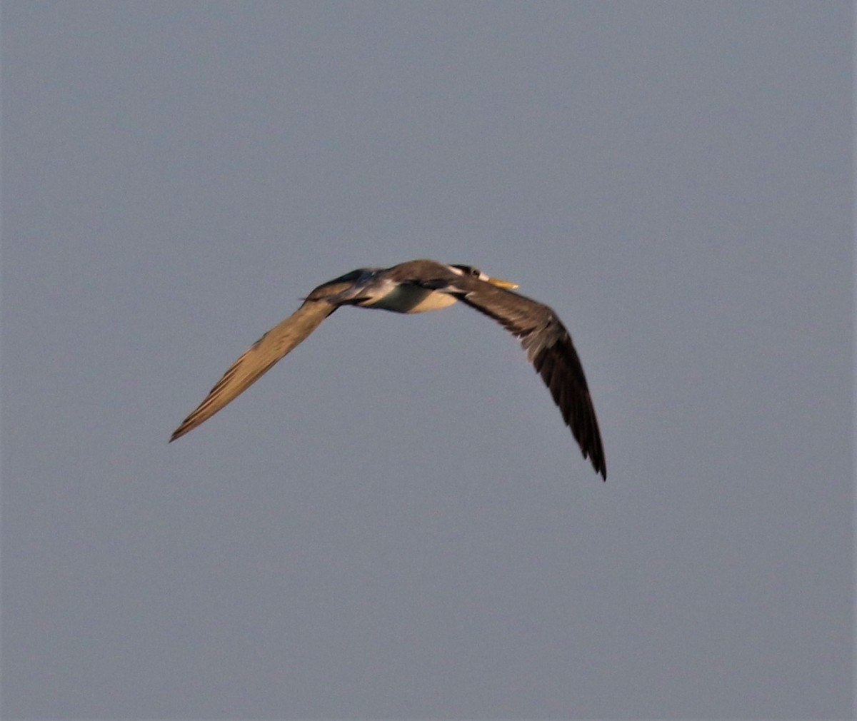 Great Crested Tern - ML556382451