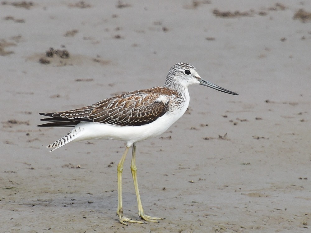 Common Greenshank - Xueping & Stephan Popp