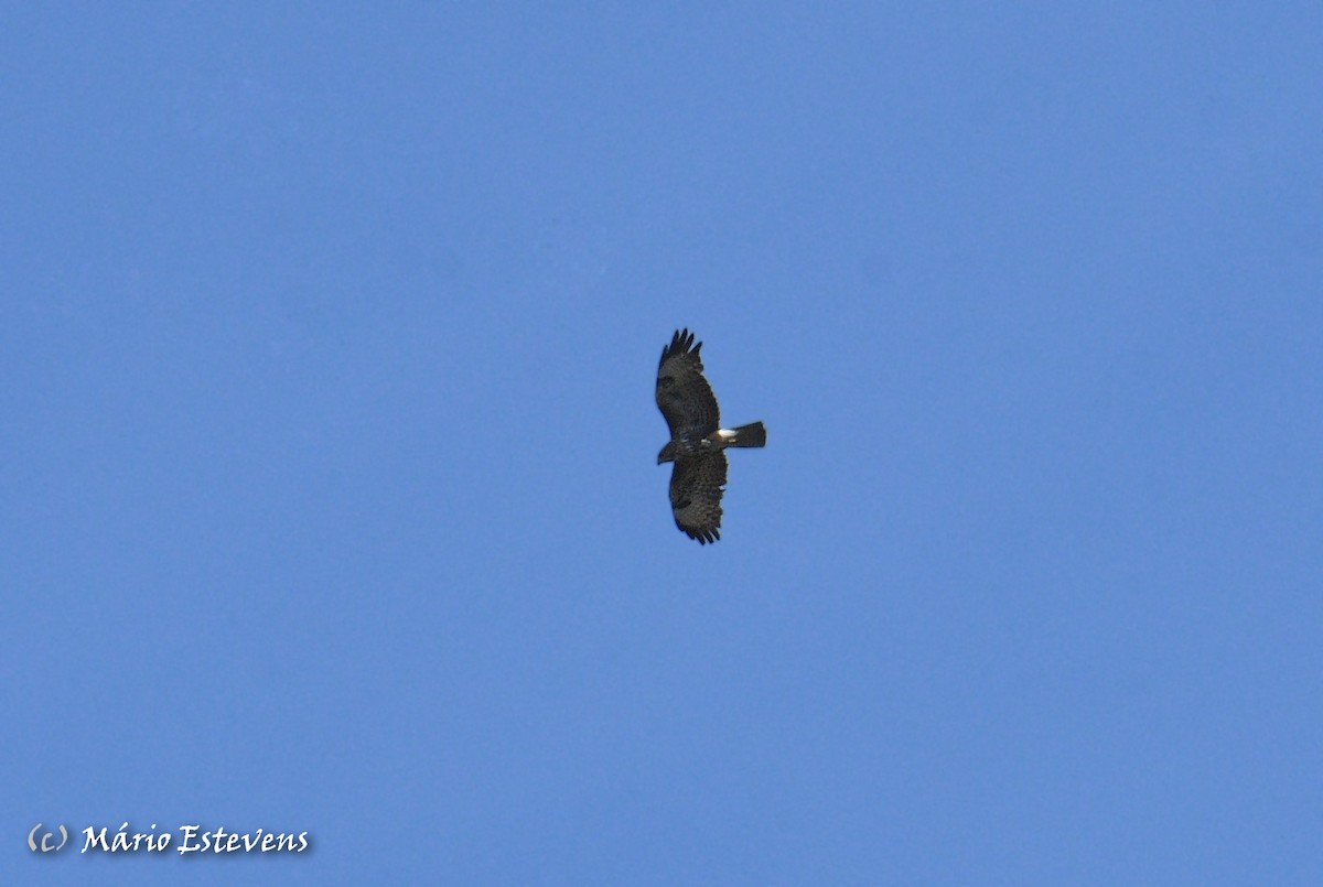 Common Buzzard - ML556382911