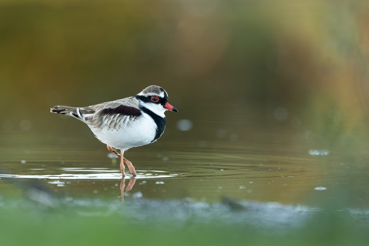 Black-fronted Dotterel - ML556383001