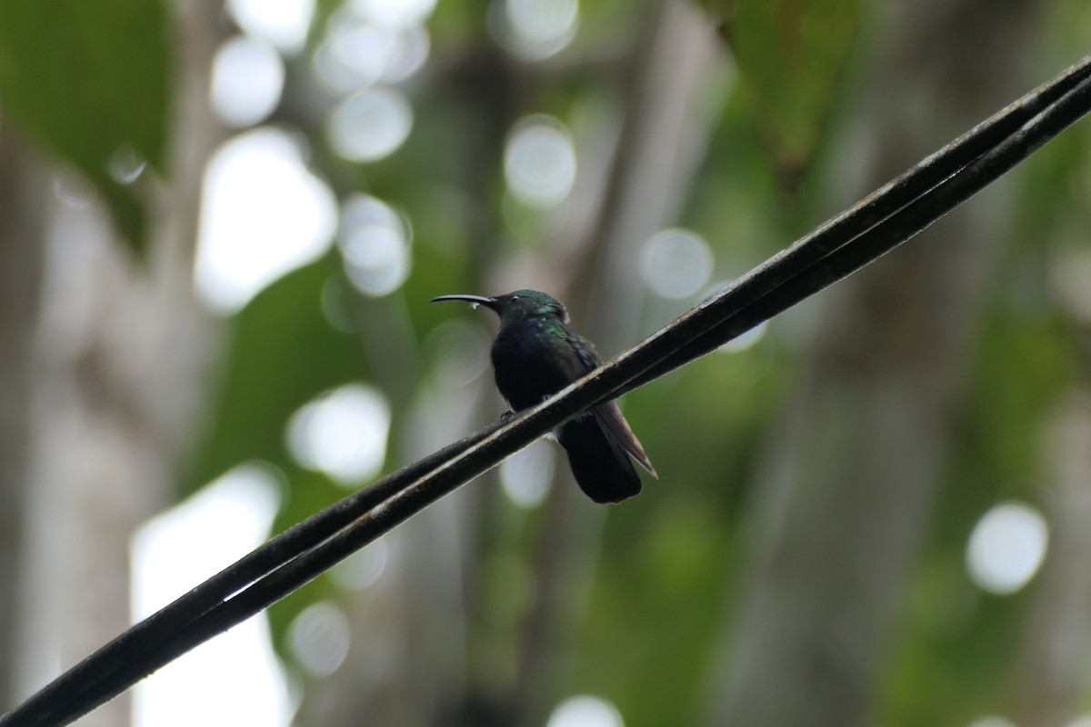 Green-throated Carib - Kenrith Carter