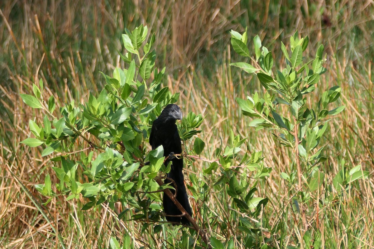 Smooth-billed Ani - ML556385671